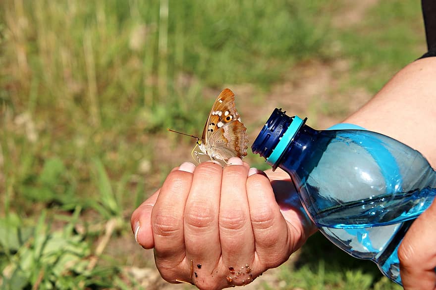 kupu-kupu, serangga, tangan, serangga bersayap, air, minum, sayap kupu-kupu, fauna, ilmu serangga, alam, merapatkan