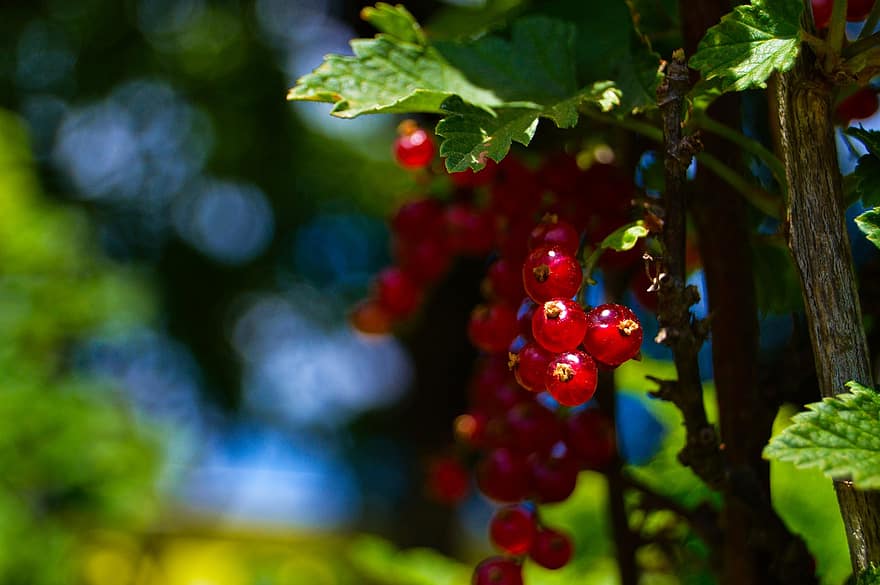 Currants, Fruits, Red Fruits, Food, Garden, Produce, Harvest, Organic, Fresh, Fresh Currants, Fresh Fruits