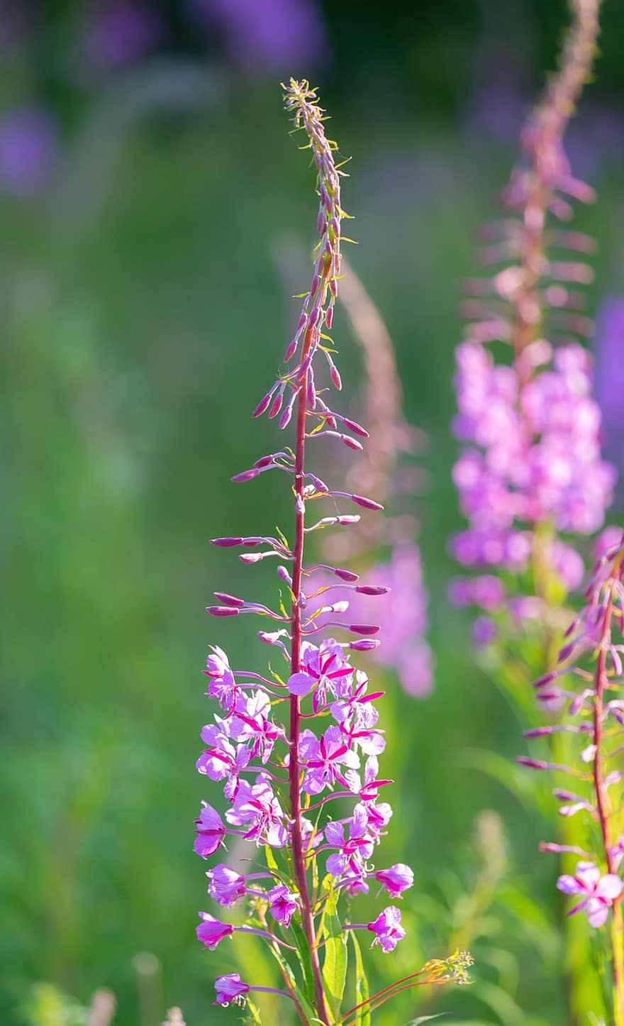 chwast, Rosebay Willow Herb, chamaenerion angustifolium, dziki kwiat, różowy kwiat, wiesiołek, łąka, lato, Natura, roślina