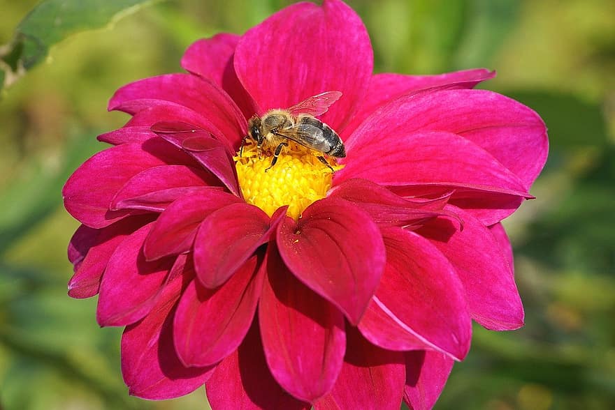 bij, insect, bloem, honingbij, roze bloem, bestuiving, fabriek, tuin-, natuur, detailopname, zomer