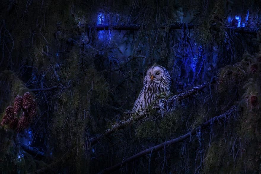 ural owl, owl, bird, animals in the wild, night, tree, forest, beak, feather, branch, bird of prey
