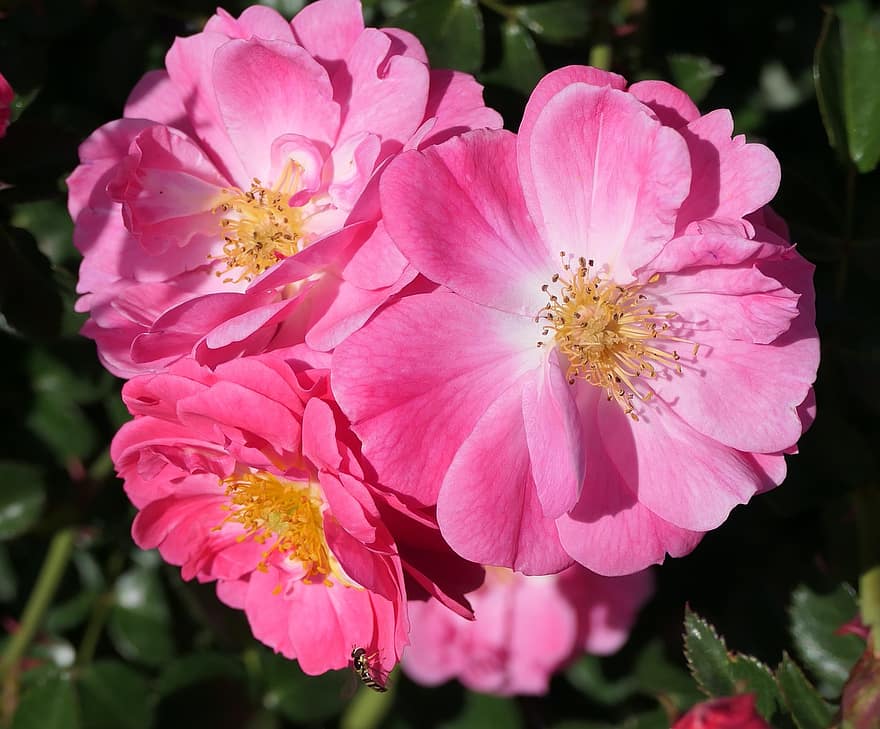 рожеві троянди, пелюстки, троянди, бджола, квіти, тичинка, маточки, цвітіння, флора, природи, рослини
