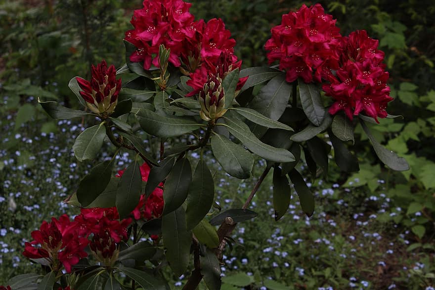 rododendrony, červené květy, rostlin, červené okvětní lístky, listy, květ, zahrada, kvetoucí rostliny, flóra, pěstování květin, zahradnictví