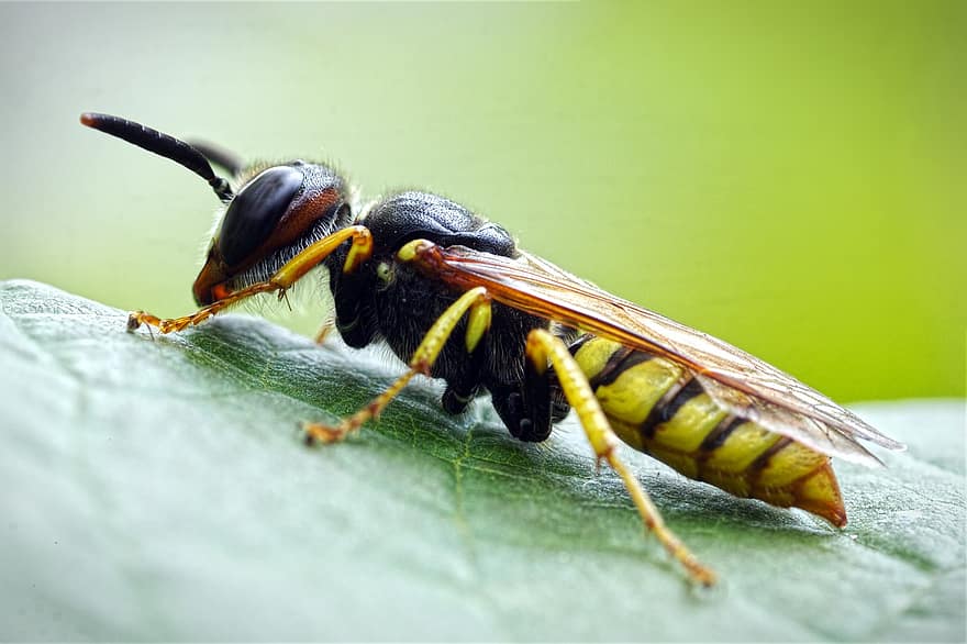 ハチ、昆虫、葉、膜翅目、翼、工場、自然、閉じる、マクロ、蜂、黄