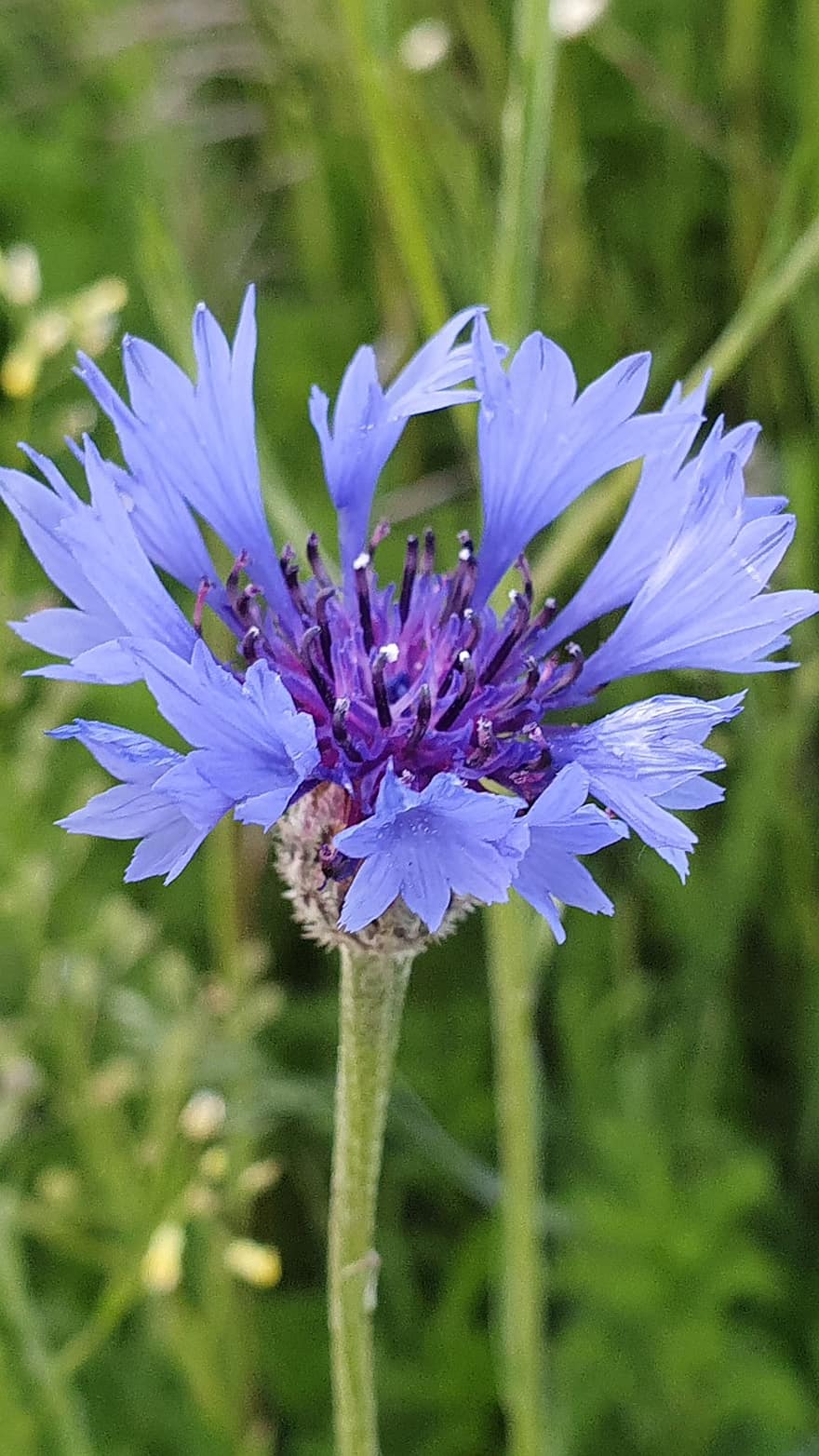 bleuet, bleu, fermer, fleur, Floraison, Prairie, la nature