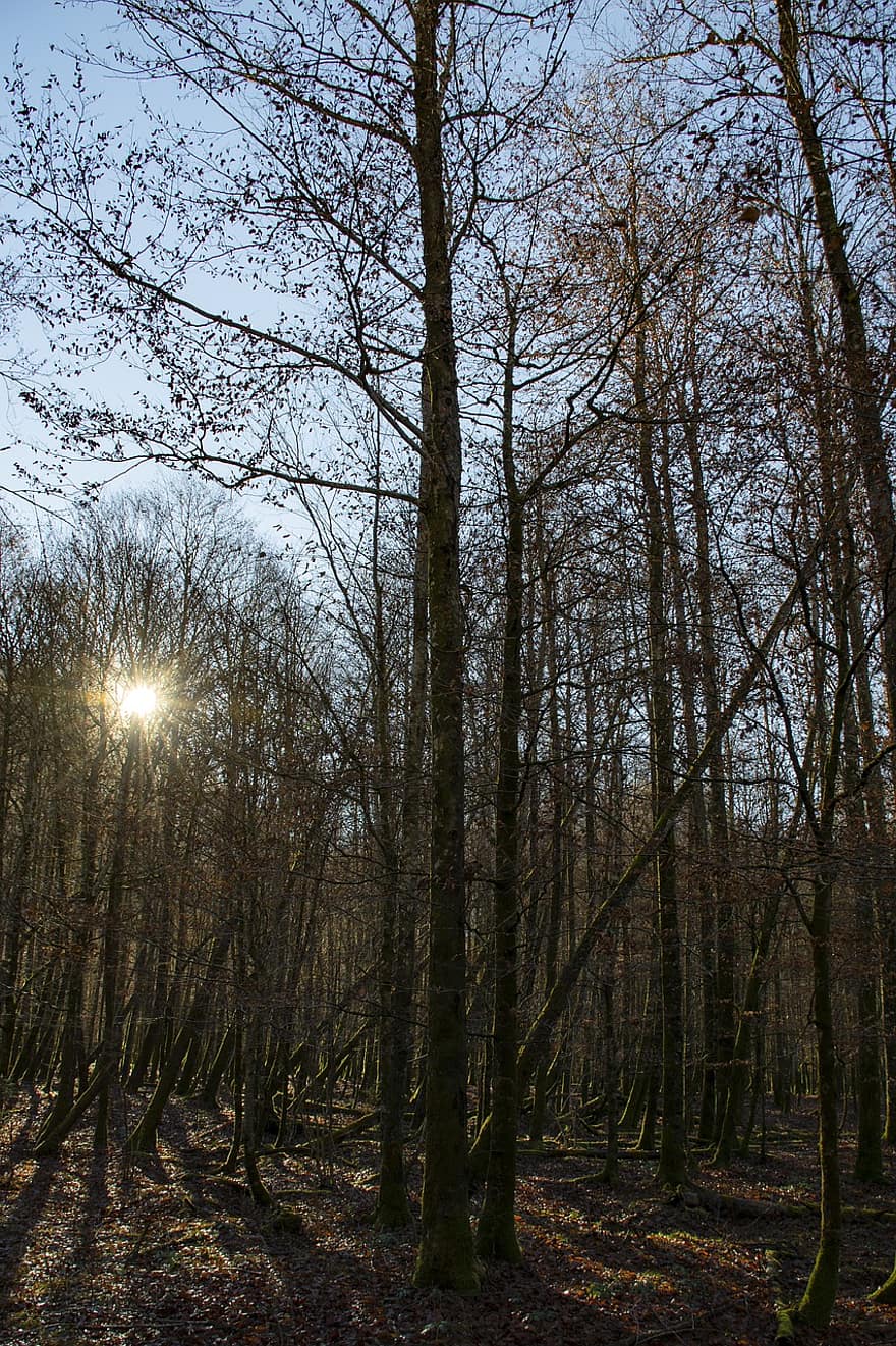 skog, vinter, sol, solnedgang, trær, natur, nasjonalpark, Königssee, tre, høst, årstid