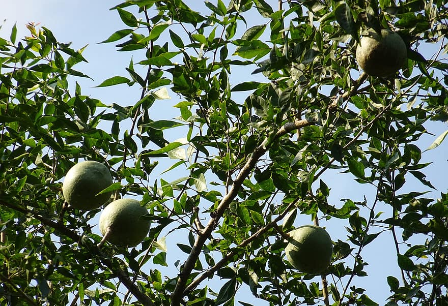 owoc, aegle marmelos, pigwa bengalska, drewniane jabłko, bili, kamienne jabłko, bilva, bel, drzewo, tropikalny, bael