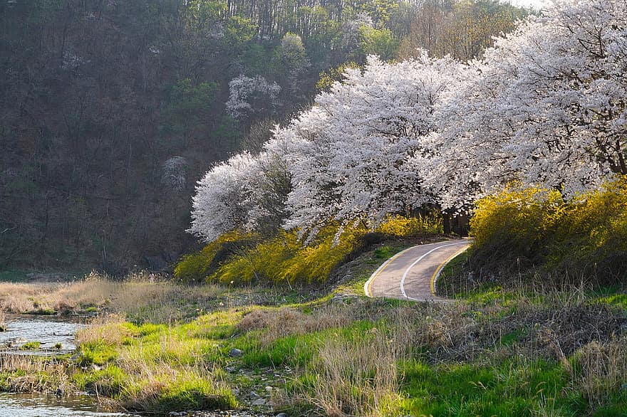 forsythia, alam, musim semi, musim, di luar rumah, bunga sakura, Korea, Korea Selatan, pohon, hutan, pemandangan