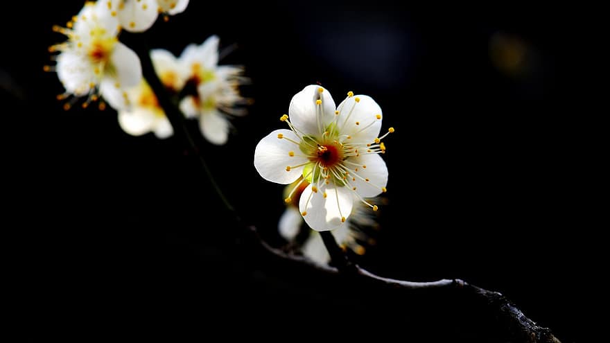 kersenbloesem, bloemen, de lente, witte bloemen, bloeien, bloesem, tak, boom, fabriek, natuur, detailopname