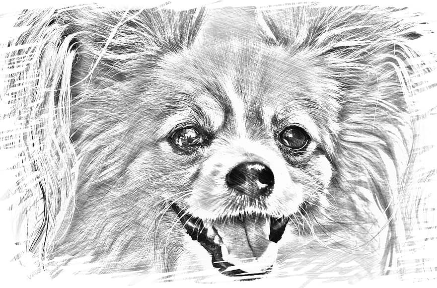 Drawing, Dog, Chihuahua, Black, White, Black And White