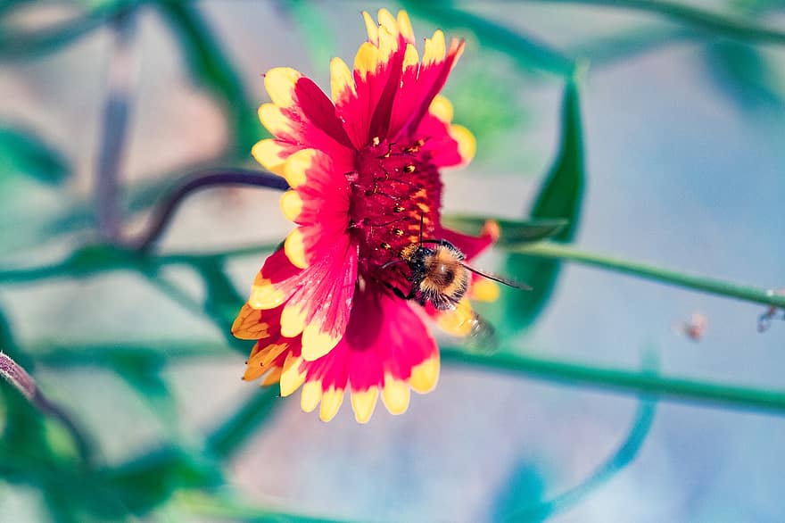 земна пчела, пчела, цвете, одеяло цвете, насекомо, опрашване, гайлардия, разцвет, растение, природа, лято