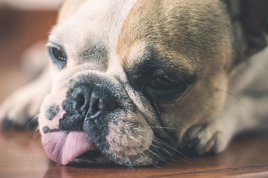 Bulldog francês, cão, animal, doméstico, canino, cansado, sonolento