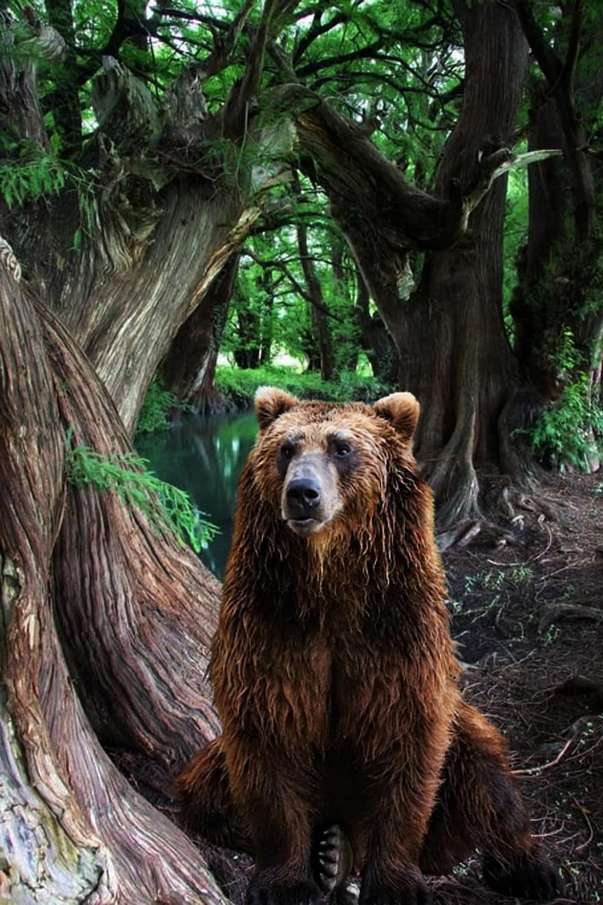 medvěd, zvíře, les, volně žijících živočichů, savec, stromy, Příroda