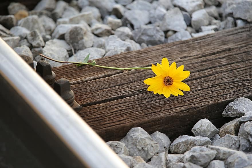 線路、花、黄色い花、アルニカの花、咲く、鉄道、レール、閉じる、自然