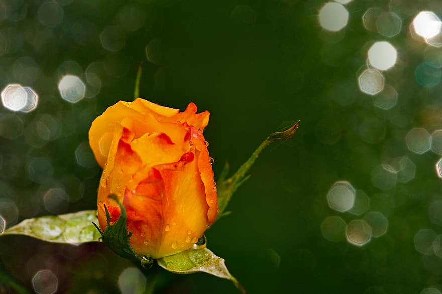 роза, флорибунда, жълт, цвят, разцвет, цъфна роза, романтичен, природа, красота, наблизо