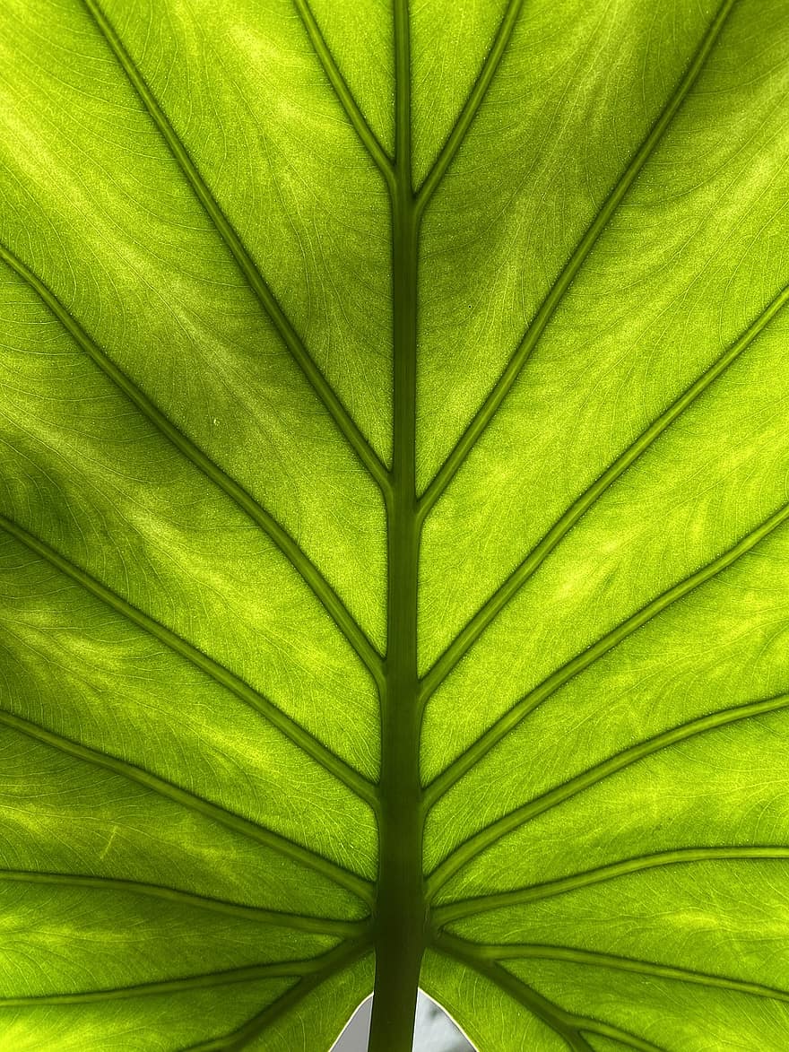 Leaf, Green, Tree, Herb, Nature, Macro, green color, plant, close-up, pattern, backgrounds
