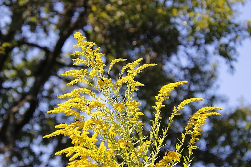 オオアワダチ、黄色い花、庭園