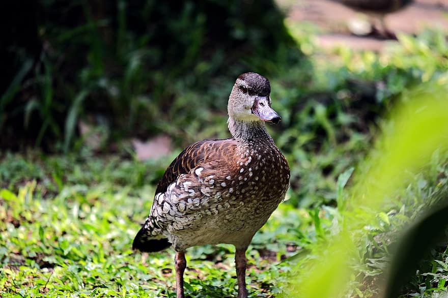 Spotted Whistling Duck, fugl, fikk øye på, nebb, fjær, and, dyr i naturen, gress, mallard and, dam, grønn farge