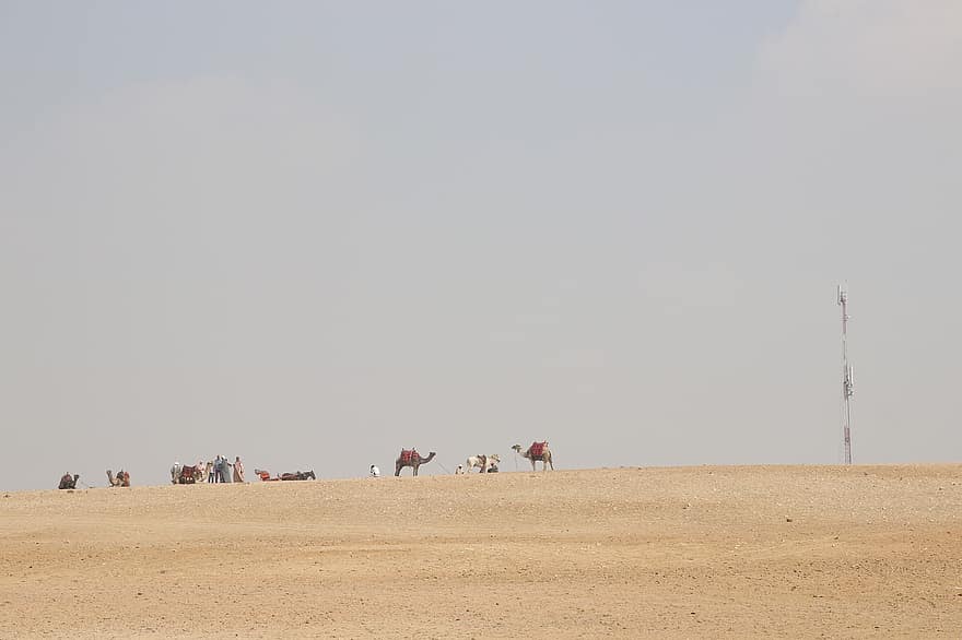 Mısır, kum, çöl, karavan, deve, seyahat, peyzaj, Kahire