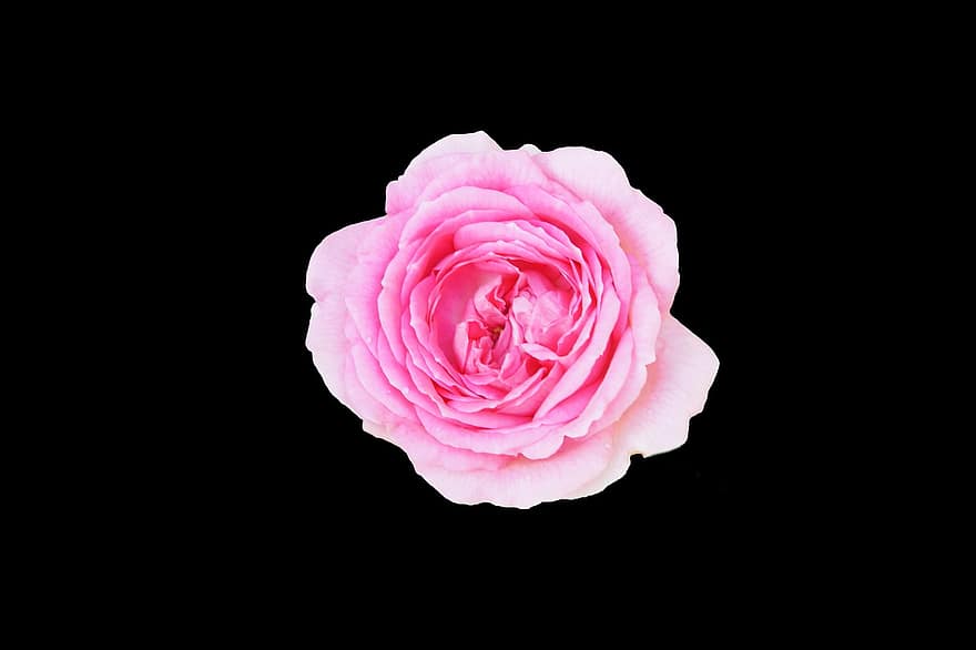 Rosa, Rosen, Blumen, Blume, Frühling, Natur, Zen, Liebe, Sommer-, Romantik, Meditation