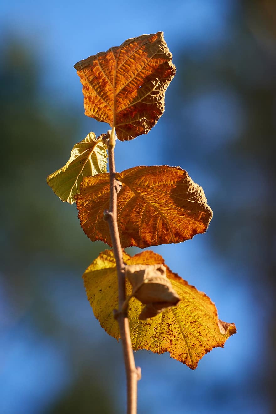 lískový oříšek, listy, podzim, větev, podzimní listí, strom, Příroda, list, žlutá, sezóna, detail