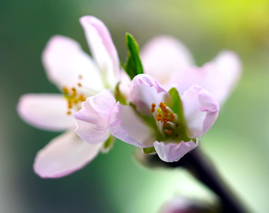 mandlový květ, květiny, mandloň, jaro, okvětní lístky, květ, strom, Příroda