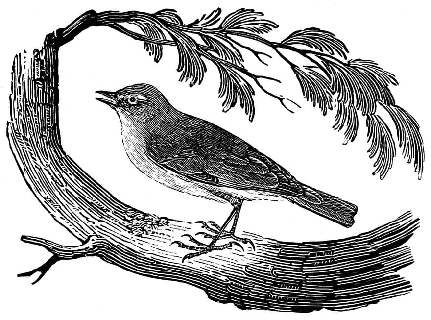 Chiffchaff, pájaro, grabado, rama, posado, curruca, pequeña, animal, fauna silvestre, plumaje, naturaleza