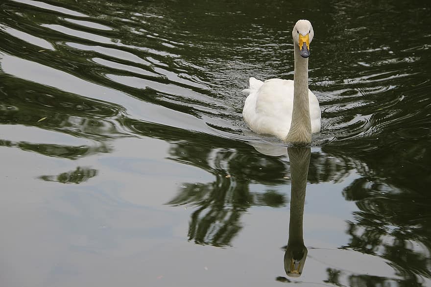 Swan, White Swan, Bird, Water Bird, Aquatic Bird, Waterfowl, Animal, Water, Water Reflection, Pond, Lake