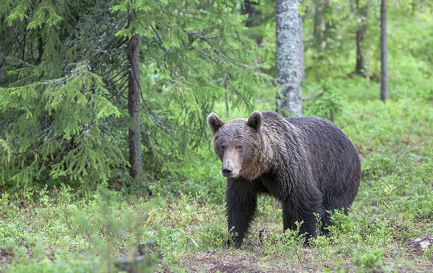 brun bjørn, bære, dyr, rovdyr, farligt, pattedyr, natur, dyreliv, dyr fotografering, ursus arctos, Skov