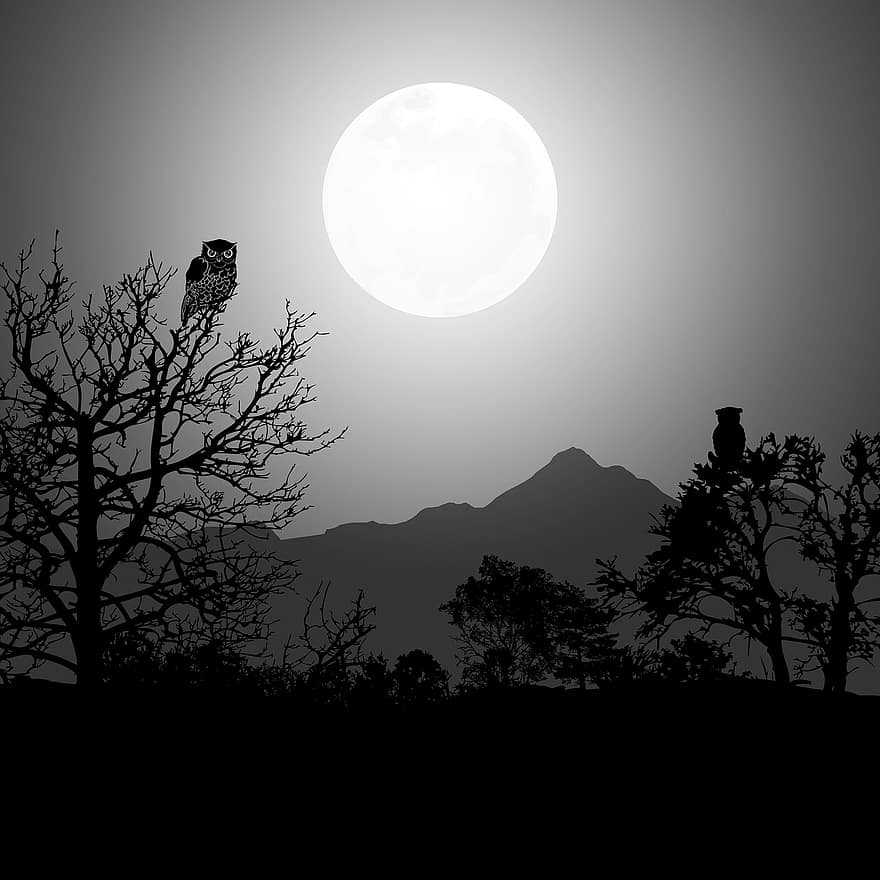 Halloween, Nature, Tree, Owl, Night, Dark Moon, Full Moon, Night Time, Background, Sky, Black