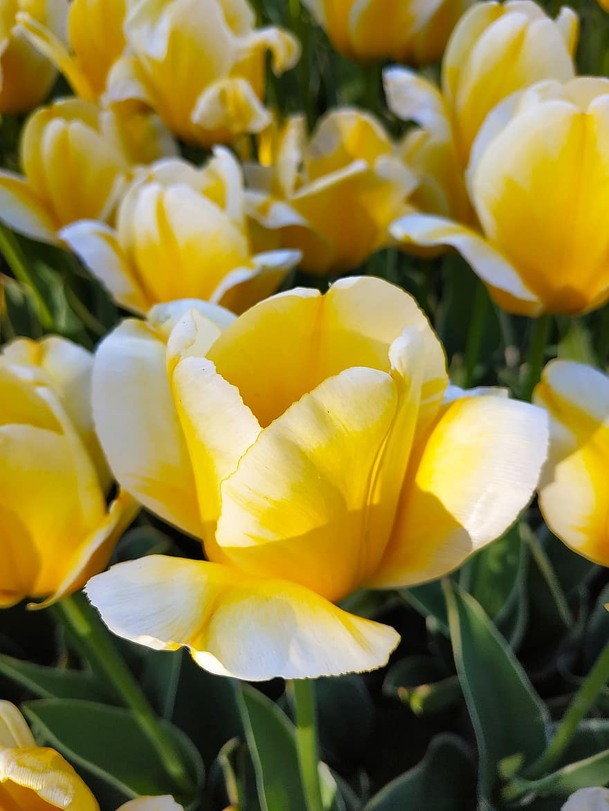 tulipany, kwiaty, żółte kwiaty, kwiat, kwitnąć, flora, rośliny, płatki, żółte płatki, Natura