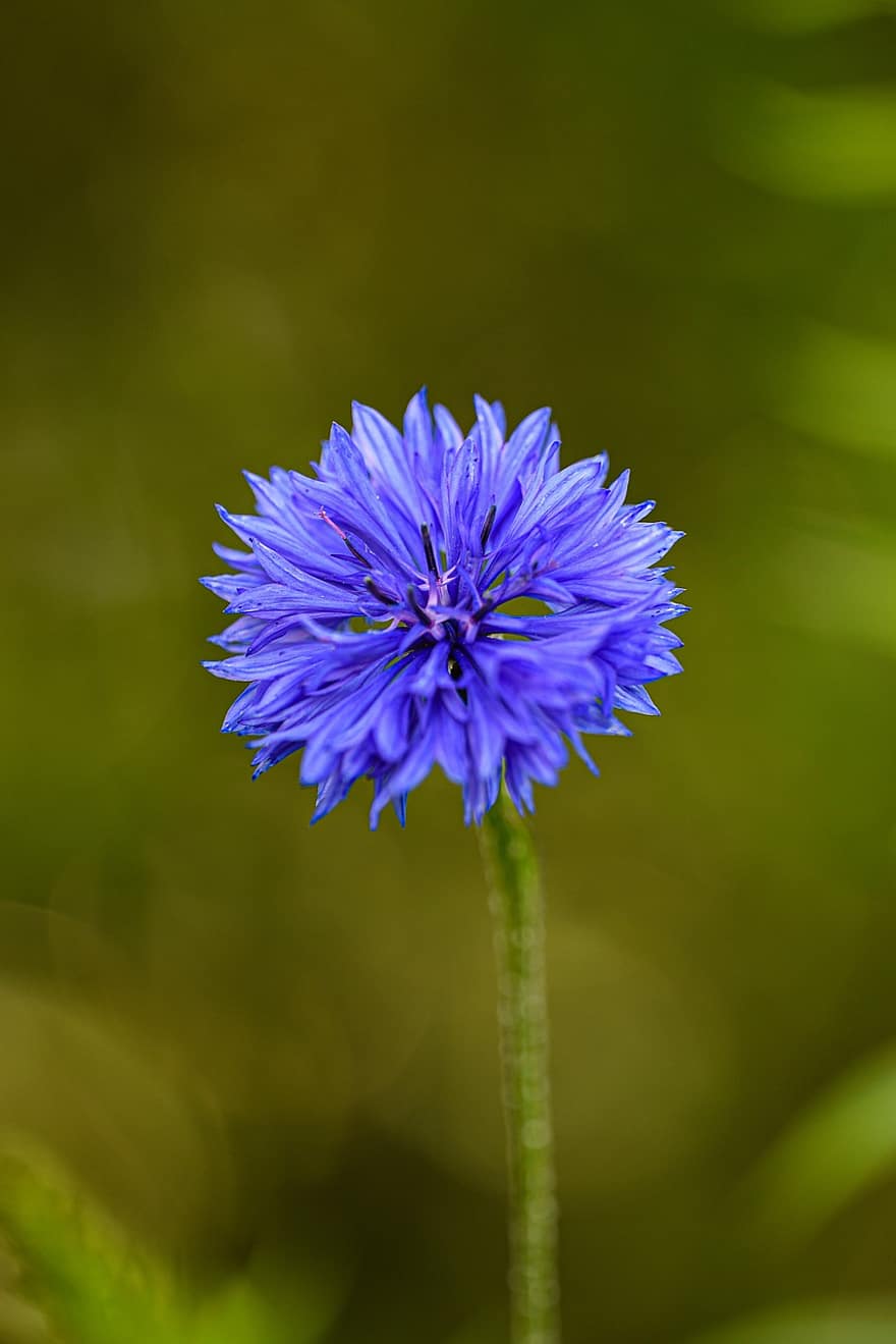 cornflower, flor, plantar, Flor-azul, Flor, planta com flores, flora, natureza, Prado