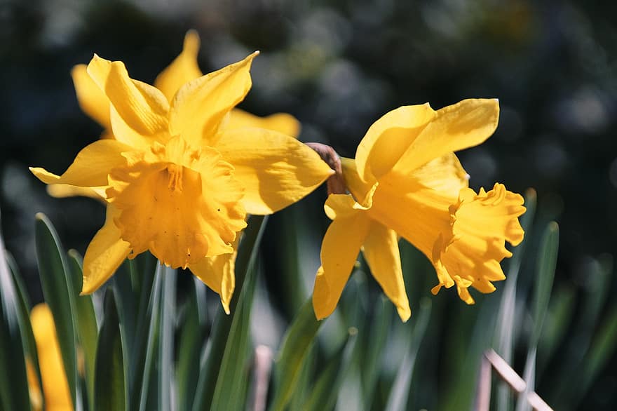 Daffodils, Yellow Flowers, Pair, Yellow Petals, Petals, Flowers, Bloom, Blossom, Easter Flowers, Spring Flowers, Flora