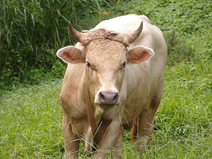 vacă, coarne, bovine, șeptel, fermă, animal, natură, mamifer, agricultură, rural, mediu rural