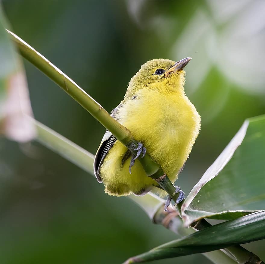 bird, young, tree, beak, close-up, feather, branch, animals in the wild, green color, yellow, perching