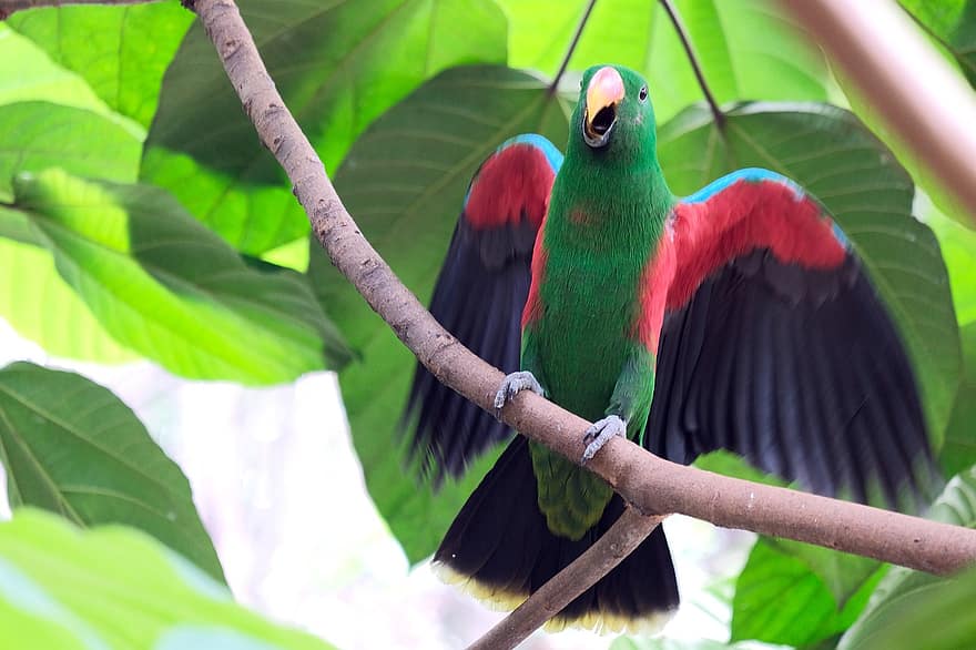 pássaro, papagaio verde, animais selvagens, fauna, aviária, bico, multi colorido, pena, clima tropical, ramo, cor verde