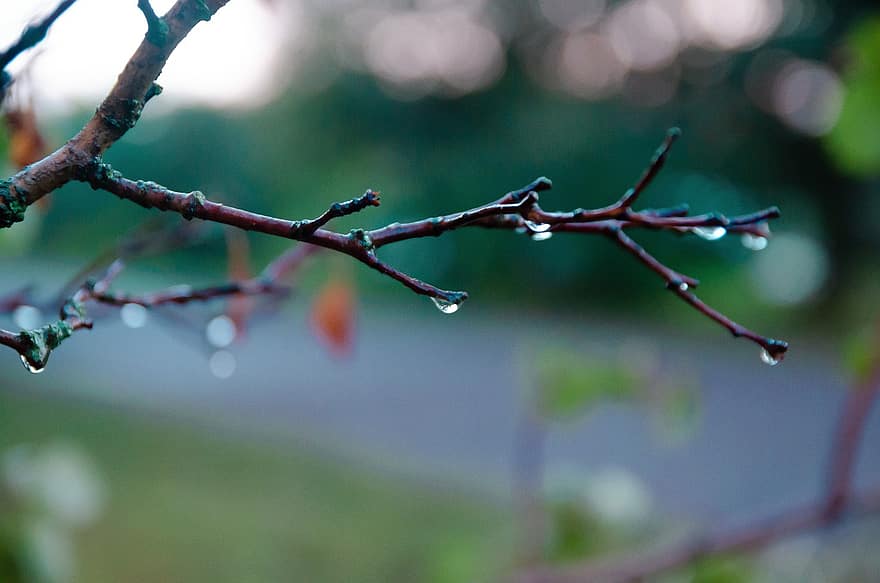 작은 가지, 줄기, 빗방울, 자연
