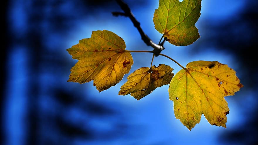 клен, листя, падіння, осінь, кленові листи, осінні листки, відділення, дерево, Рослина, природи, темний