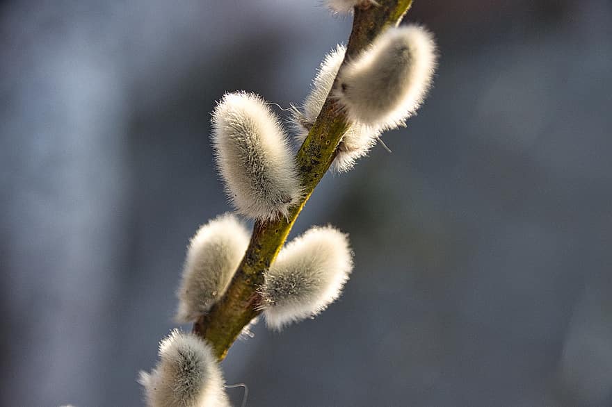Willow Catkins, Kitty Willow, Plant, Spring, Pasture, Macro, Garden, close-up, springtime, branch, tree