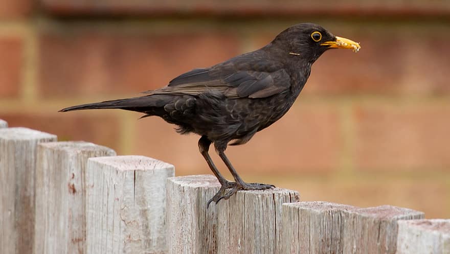 kvinnlig blackbird, manlig svartfågel, koltrast, svart fågel, orange näbb, sångfågel, staket, vår, utrymme för text