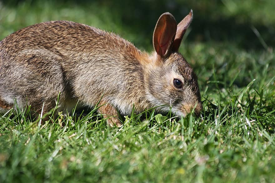 tavşan, kahverengi tavşan, otlayan, vahşi tavşan, yaban hayatı, hayvan, küçük hayvan