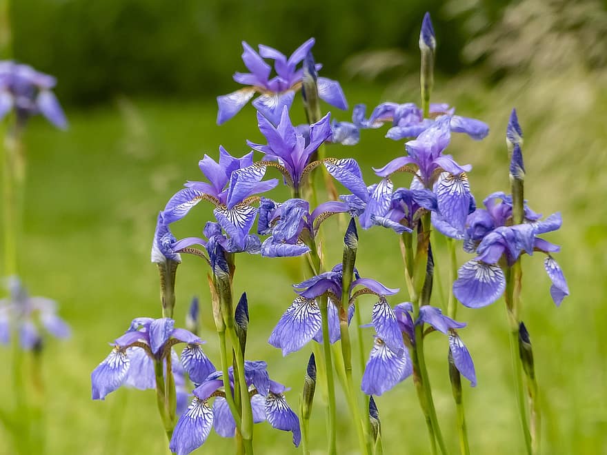 bunga-bunga, iris, ungu, musim semi, botani, pertumbuhan, berkembang, mekar, kelopak, bunga, menanam