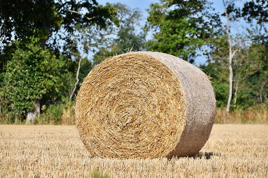 Rơm rạ, lĩnh vực, cái đó, nông nghiệp, lúa mì, mùa hè, Roundballeur, nông thôn, Thiên nhiên, mùa gặt, cỏ khô