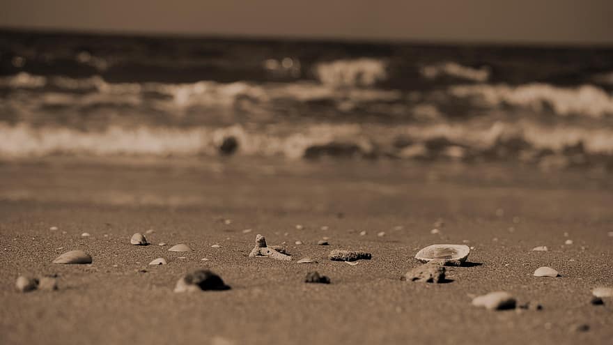 playa, conchas marinas, arena, apuntalar, costa, conchas, mar, Oceano, agua, línea costera, verano