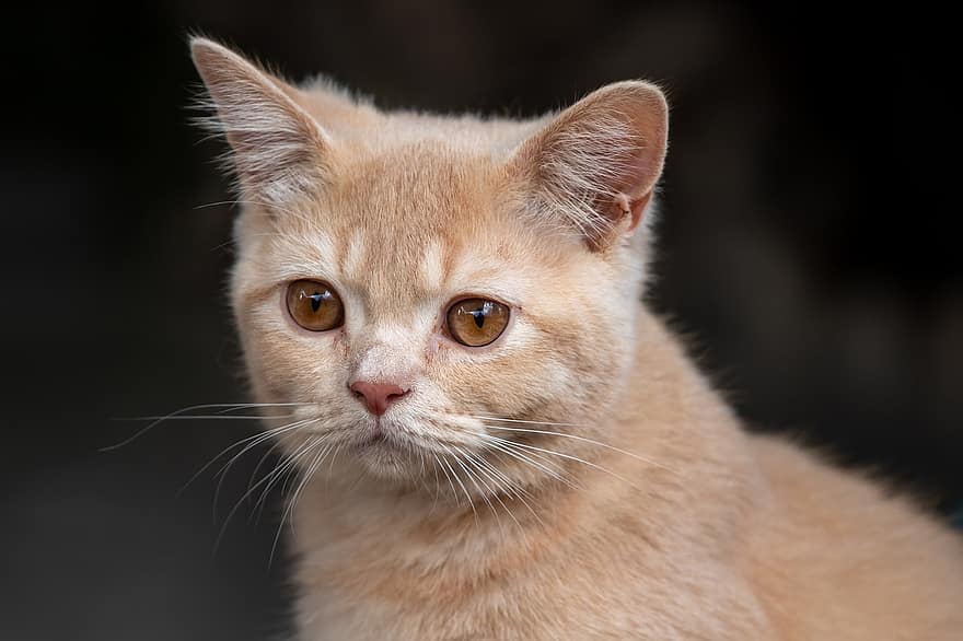 british shorthair, gato, mascota, felino, animal, mamífero, mascotas, Gato domestico, linda, animales domesticos, gatito