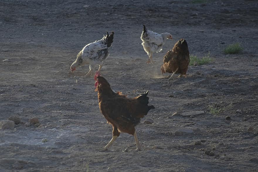 kyllinger, bondegårdsdyr, fjerkræ, iran, qom-provinsen