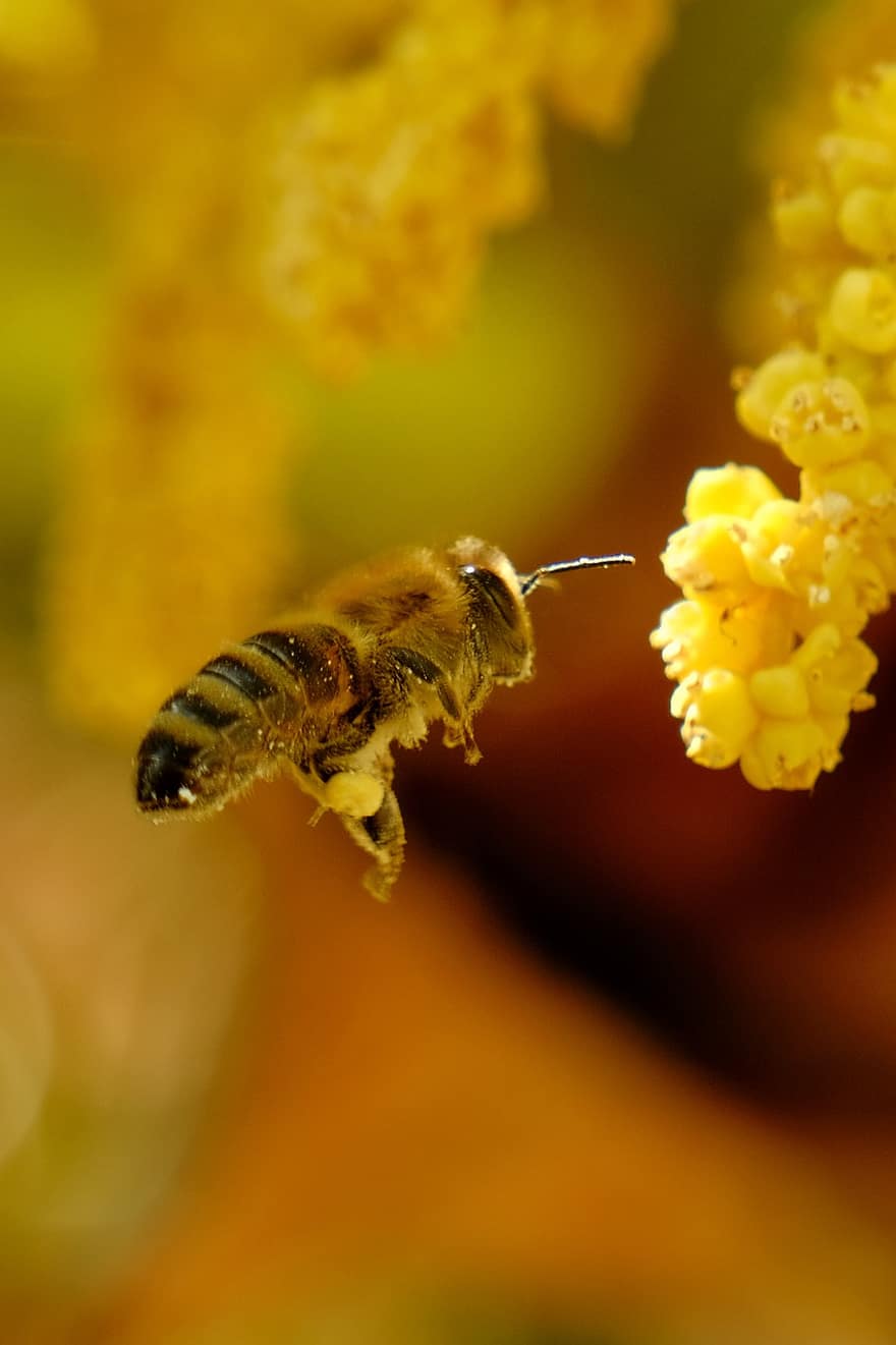 wallpaper ponsel, bunga, lebah, lebah madu, serbuk sari, bunga palem, berkembang, serangga, penyerbukan