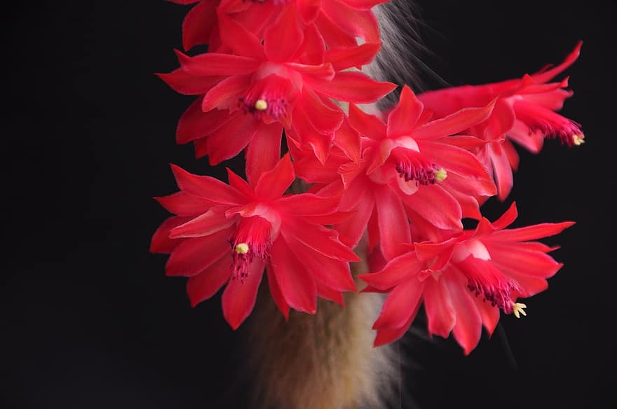Monkey Tail Cactus, blommor, växt, röda blommor, Cacto Rabo De Macaco, blomma, saftig, natur, närbild, blad, kronblad
