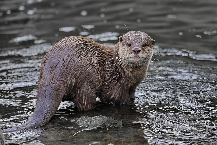 Asian Small-clawed Otter, Animal, Mammal, Oriental Small-clawed Otter, Otter, Aquatic, Fur, Water, River, Wet, Wildlife