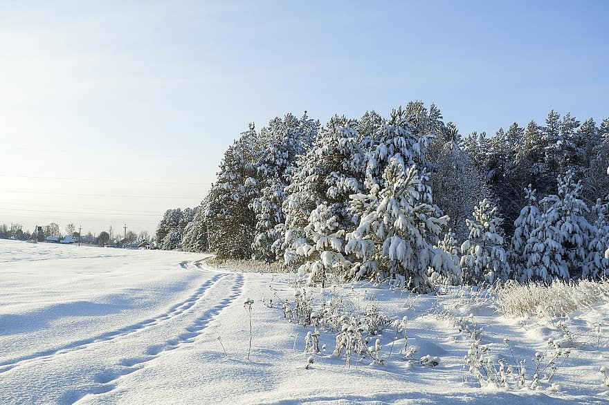 žiemą, šalčio, šalta, pobūdį, Rusija, sniegas, užšaldyti, kraštovaizdį, Kalėdos, medžiai, dangus